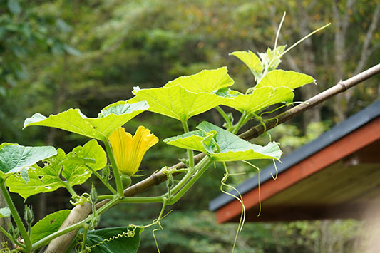 ���ڂ���