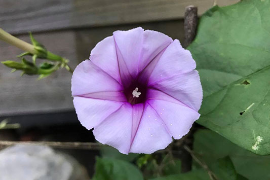 �����Ƃ�