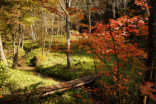 ���ƃJ�k�[�@�͂���߃����h