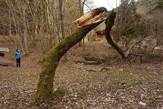 ���̖؂Ƃ悵�q