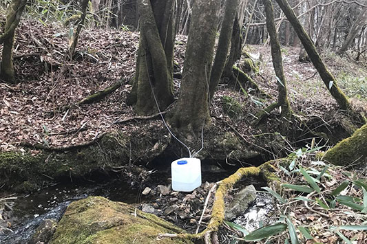 ���[�v���̖؂�����t�𒸂�����