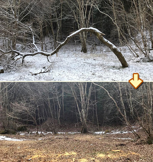 ���̖؁A���܂ł��肪�Ƃ��B