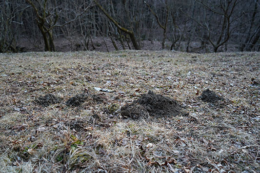 ���O���̐�