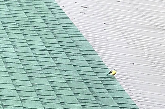 �L�Z�L���C