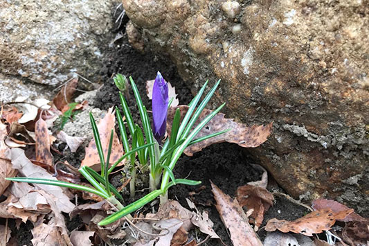 �N���b�J�X