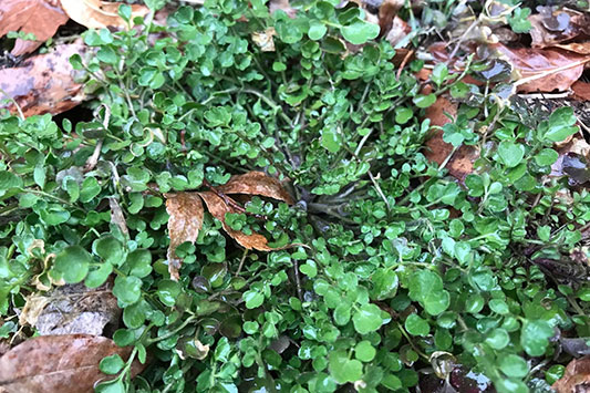 �^�l�c�P�o�i