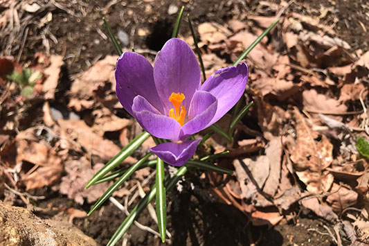 �N���b�J�X