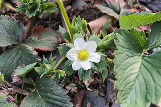 �C�`�S�̉�