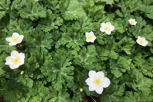 �j�����\�E�̉�