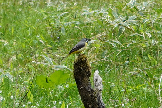 �L�Z�L���C