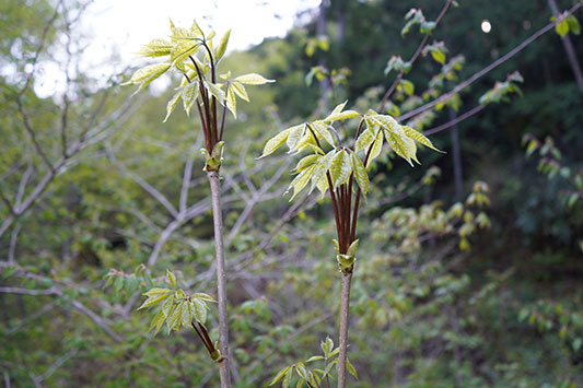 �R�V�A�u��