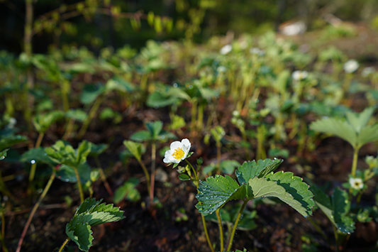 �C�`�S�̉�