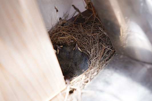 �L�Z�L���C�̐�