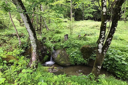 �͂���߃����h�̐X