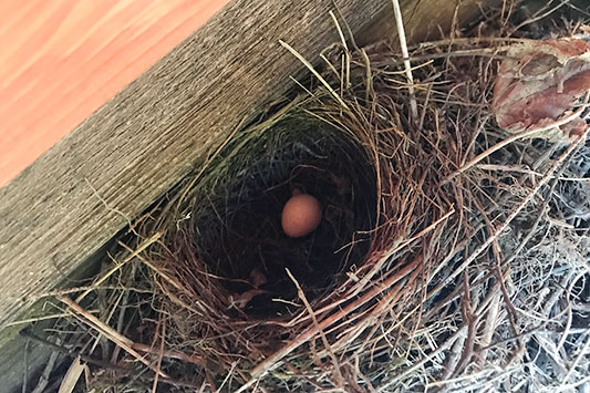 �L�Z�L���C�̗�