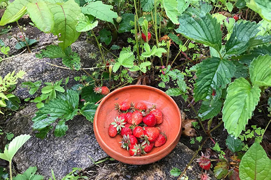 �X�g���x���[�t�B�[���Y