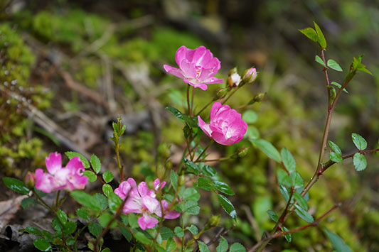 �o�����炢��