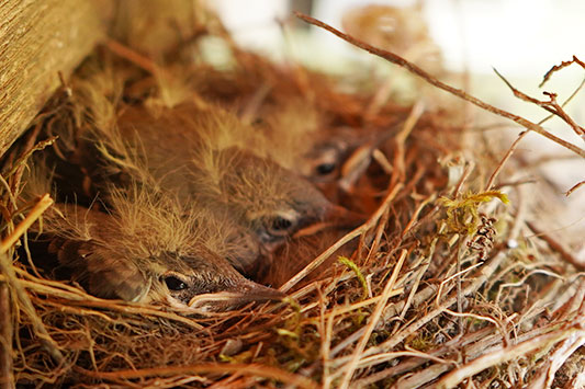 �L�Z�L���C�̃q�i����