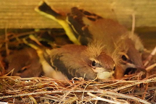 �����O�̃L�Z�L���C