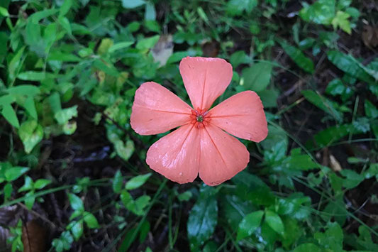 �͂���߃����h