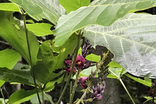 �͂���߃����h