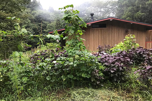 �͂���߃����h