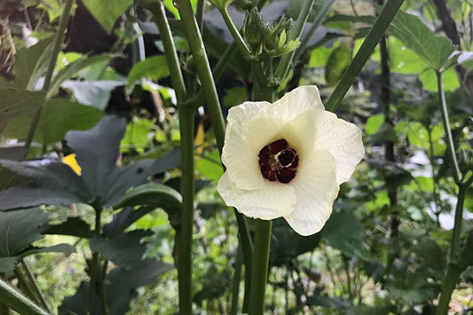 �I�N���̉�