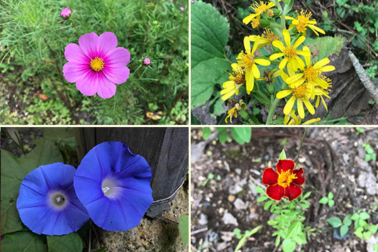 �͂���߃����h�A�H�̉�