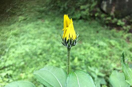 ����������Ƃŋe�̉Ԃ��炭