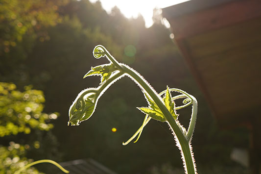 ���ڂ���̃c��