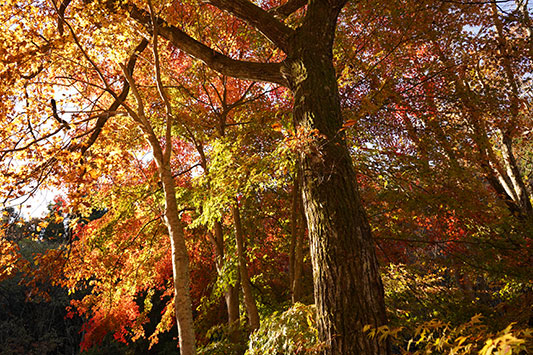 �g�t�̃����h