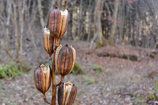 �I�I�E�o����