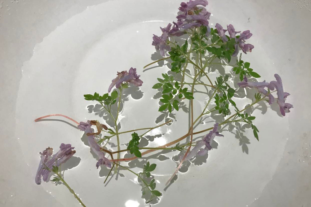 �G���S�T�N