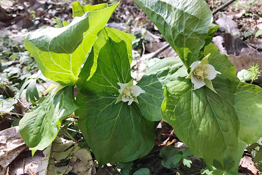 �G�����C�\�E