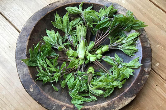 �R�V�A�u��