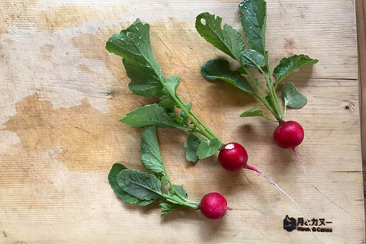 ���f�B�b�V��