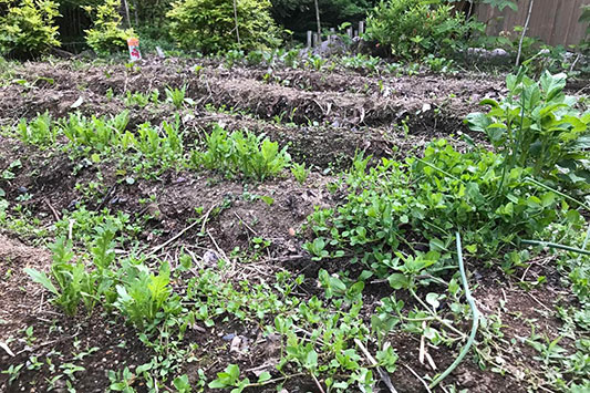 �͂���߃����h�̂͂���