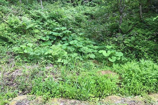 �N���\���ꑐ���O