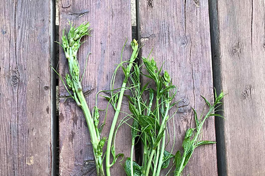 �R�A�X�p��