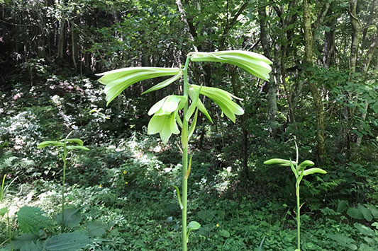 �������΂��