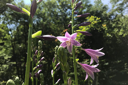 ���ڂ���