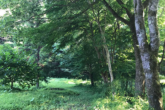 �͂���߃����h�̐X�̒�