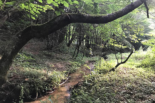 �͂���߃����h�@�X�̒�