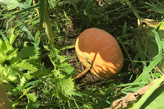 ���ڂ������Ă܂��B