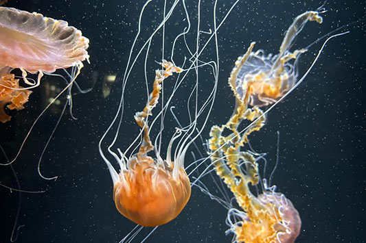 ��ƕ�炷����݂̃N���X���������X