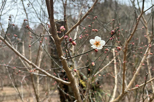 �~�̉ԁ@in �͂���߃����h