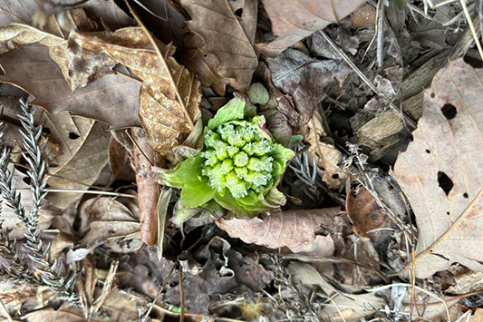 �t�L�m�g�E�@in �͂���߃����h