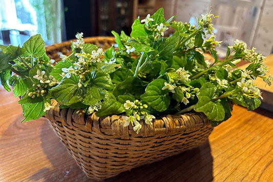 �t�킳�с@in �͂���߃����h