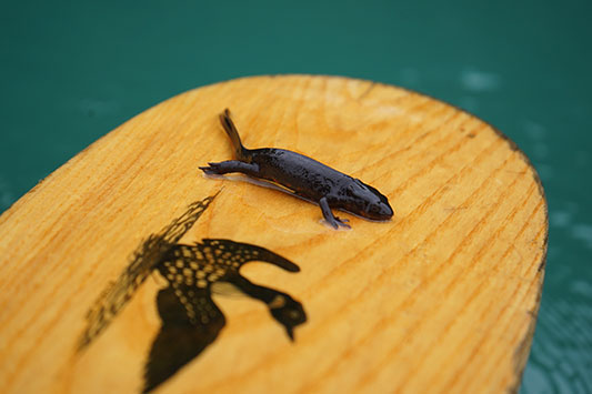 ���R�@�J�k�[