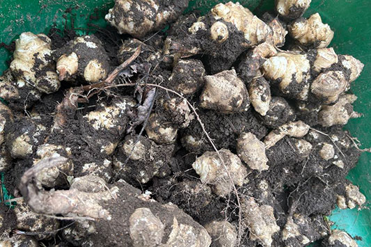 �L�N�C�����n